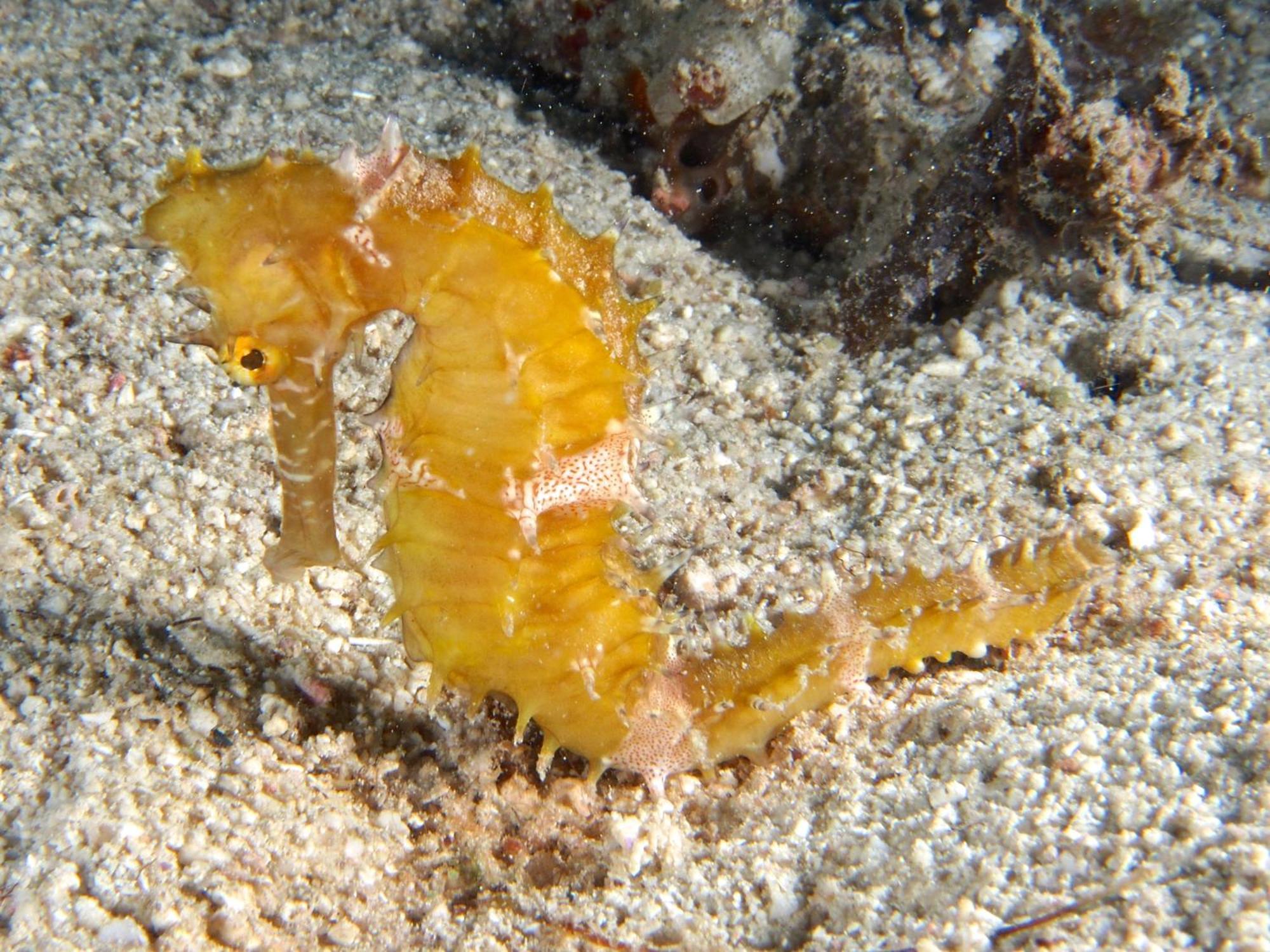 Dive Spot Asia And Brumini Beach Resort Boljoon Eksteriør billede